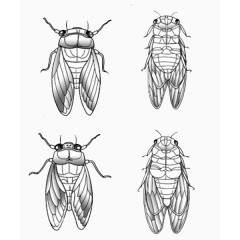 四只蝉矢量图