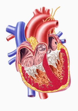 心脏解剖图
