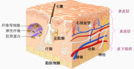 卡通鸡肉分析图