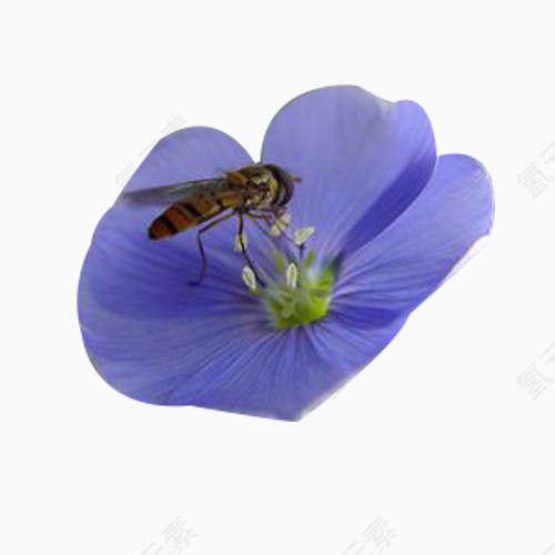 亚麻籽花与蜜蜂图片素材