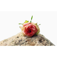 石头上的花