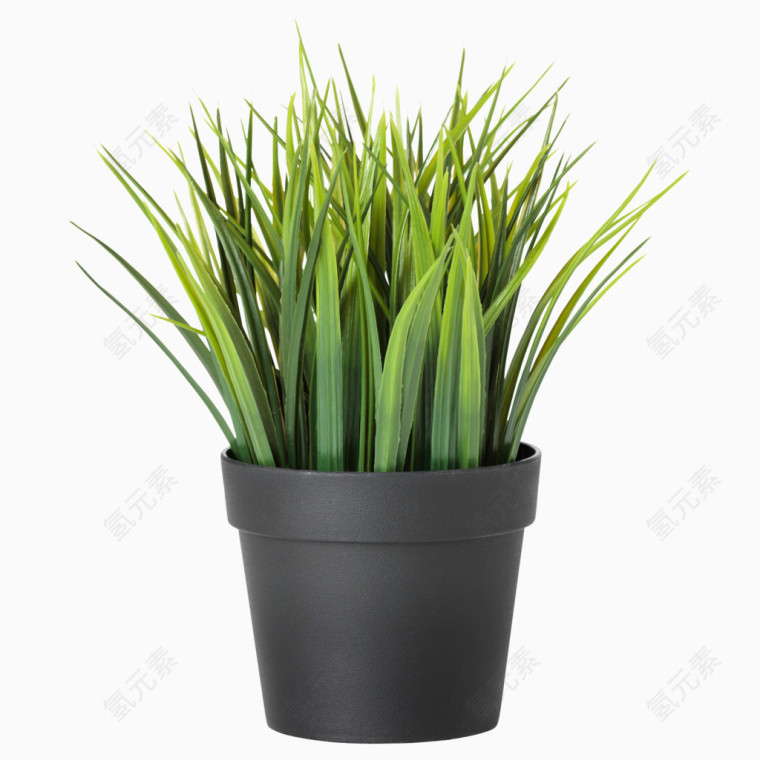 绿色尖尖植物