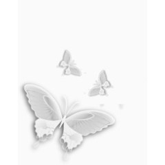 白色蝴蝶