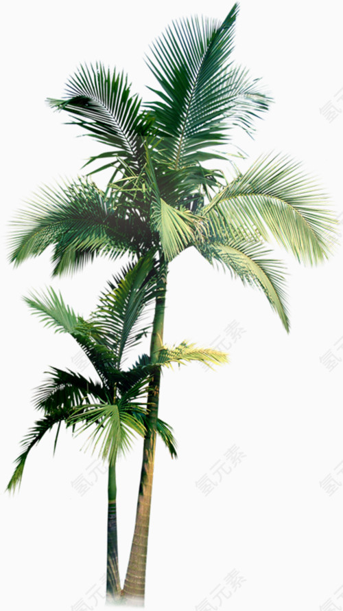 高清的 热带树木的图片