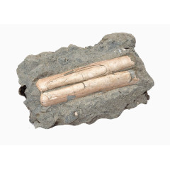木头化石