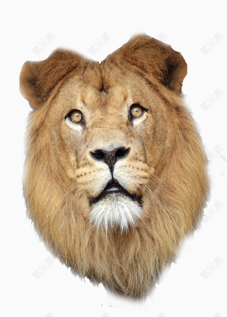 狮子头像免抠素材