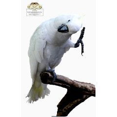 白色珍珠鸟