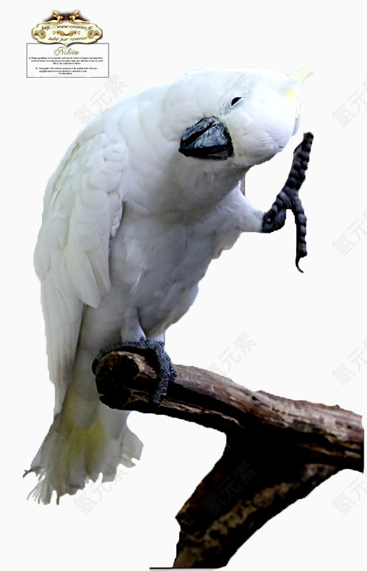 白色珍珠鸟