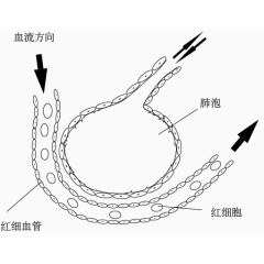 肺泡与血液