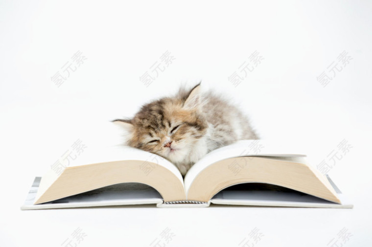 可爱的小猫与书本