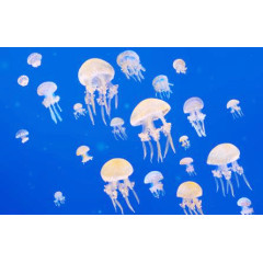 海底世界的海母