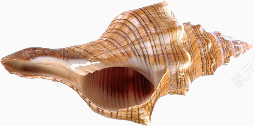棕色漂亮海螺