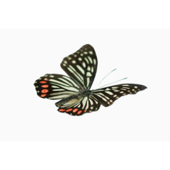 在飞翔中的蝴蝶