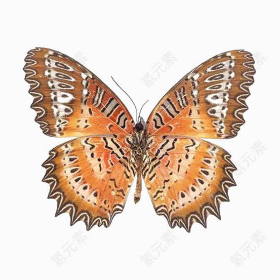 彩色蝴蝶昆虫标本