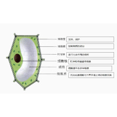 生物学细胞明细图