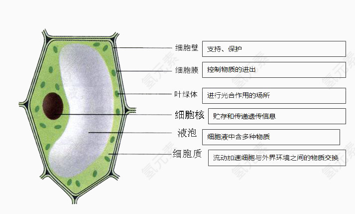 生物学细胞明细图