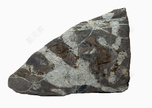 黑色条纹化石