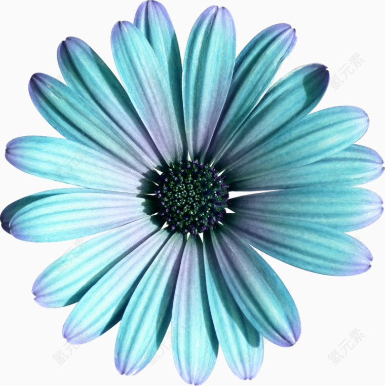 蓝色花朵雏菊