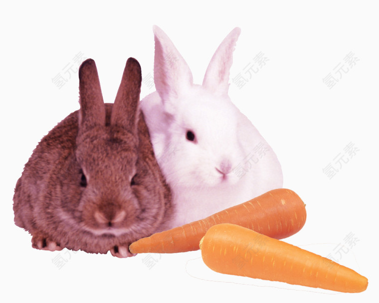发呆的小兔子和胡萝卜