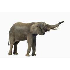 成年有象牙大象