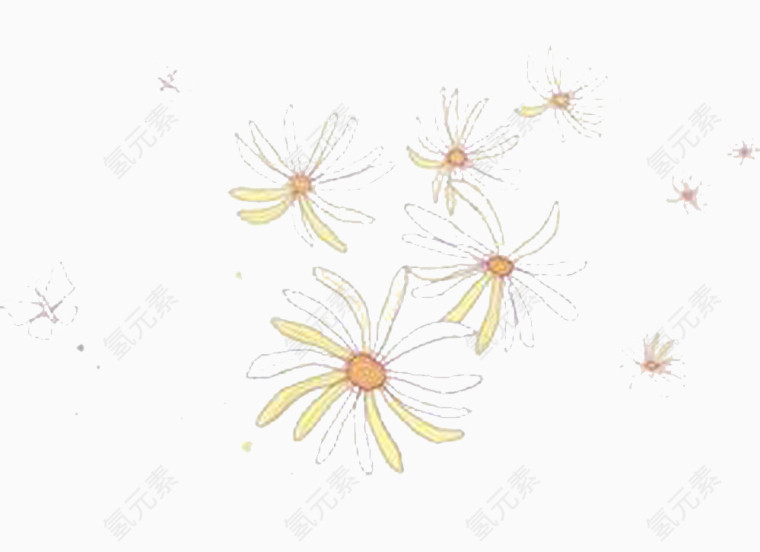 小黄水仙花