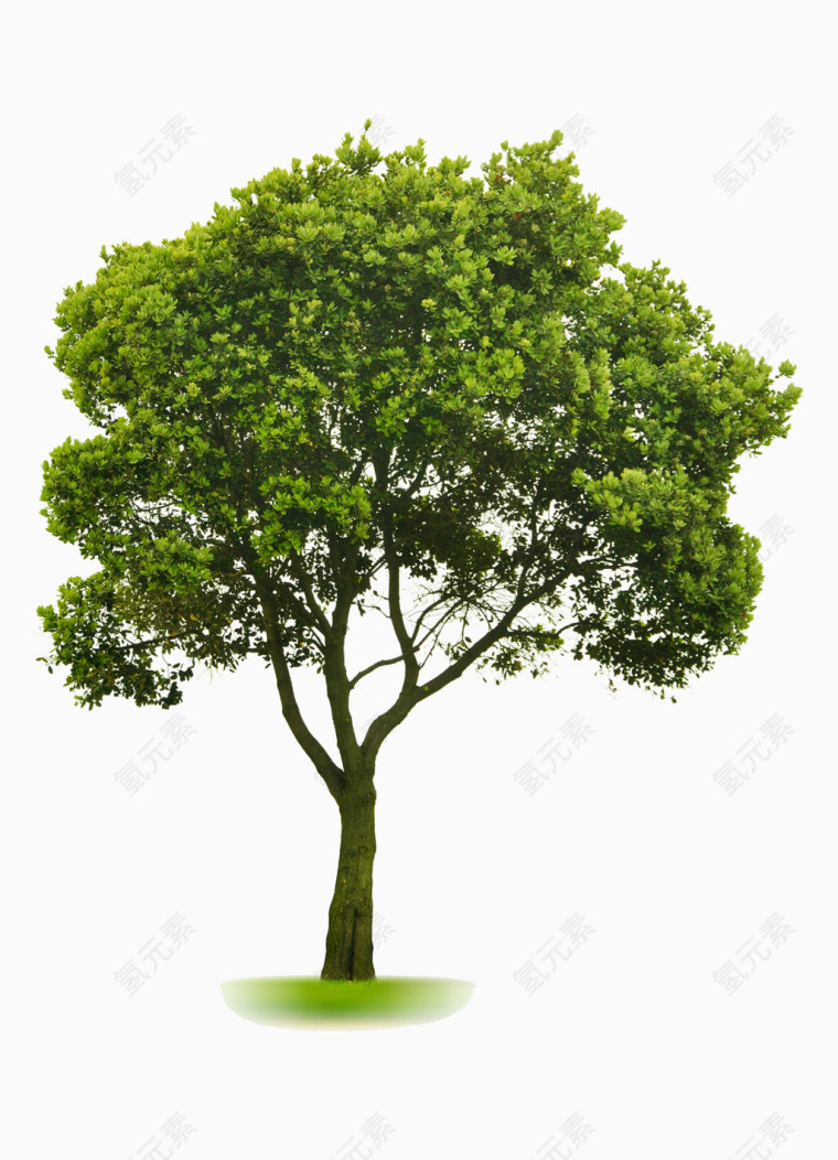 绿色苍翠树木免抠素材