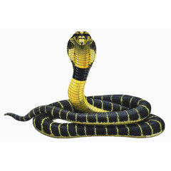 黄黑的蛇
