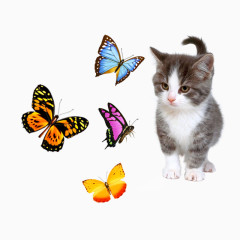 猫咪与蝴蝶