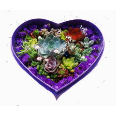 紫色花盒