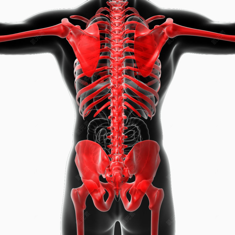 人体内脏透视图下载