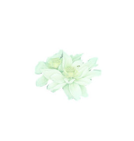 白色莲花