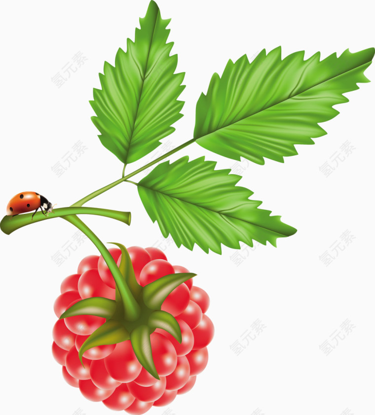 手绘树莓