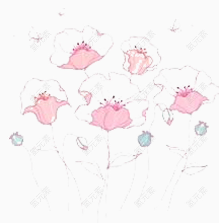 粉红喇叭花