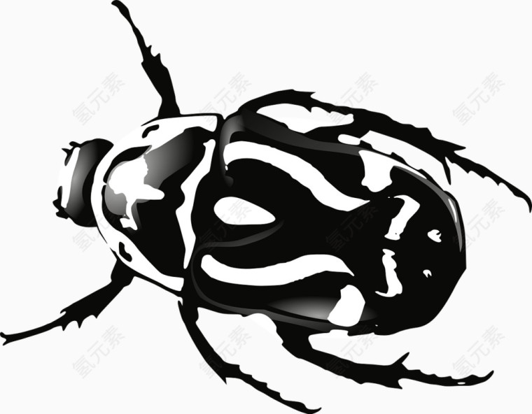 黑白相间的甲虫