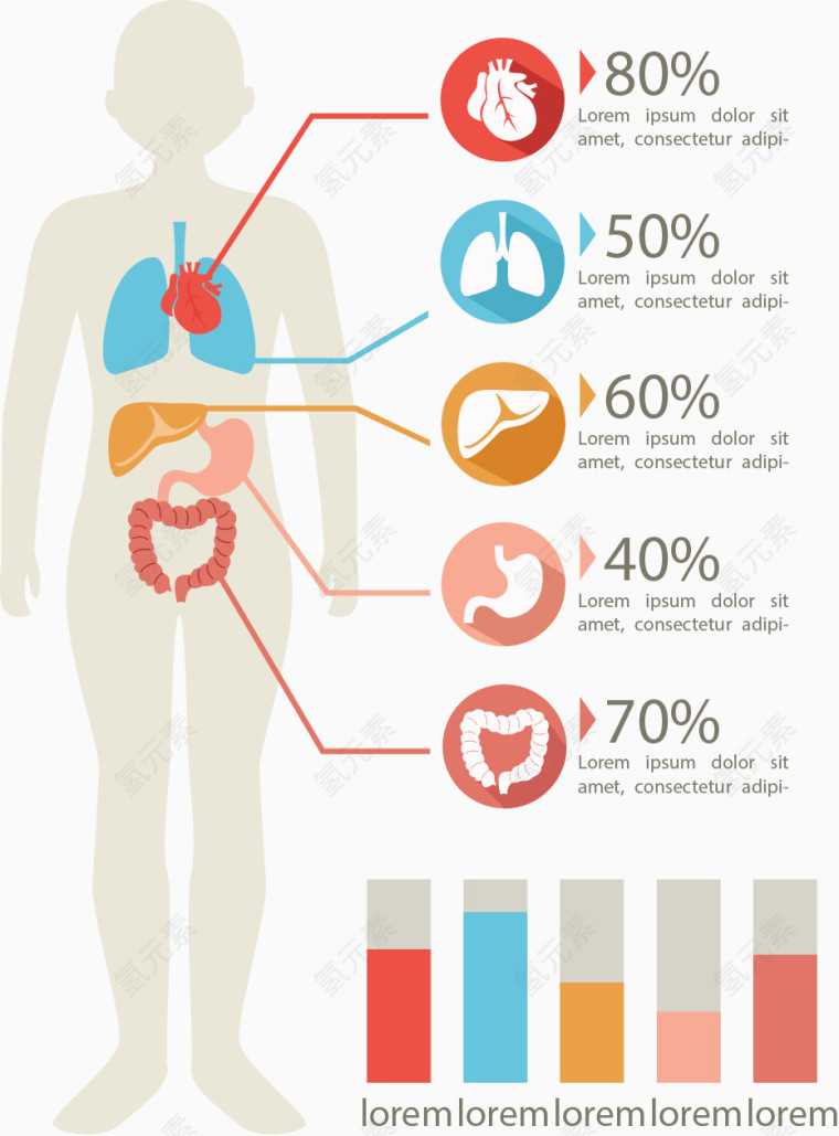矢量手绘人体器官内脏信息