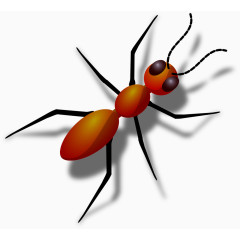 橘黄色的蚂蚁