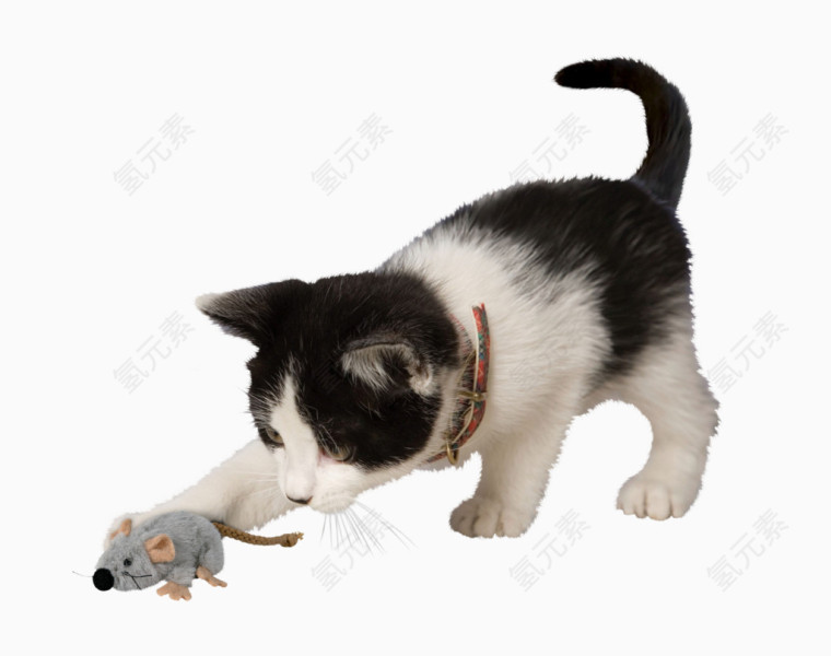 猫捉老鼠素材