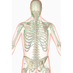 人体经脉骨骼分布图