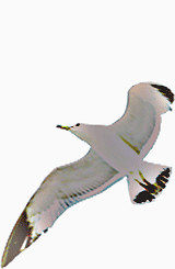 白色的海鸥