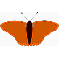 橘黄色蝴蝶标本