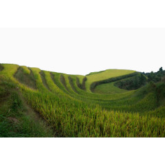 西龙脊梯田风景