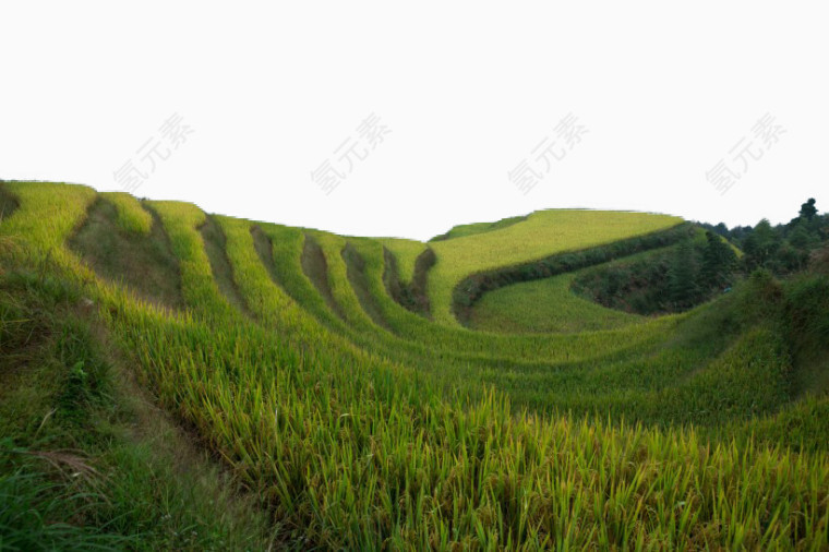 西龙脊梯田风景