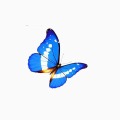 蓝色飞舞蝴蝶