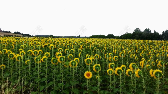 向日葵花海