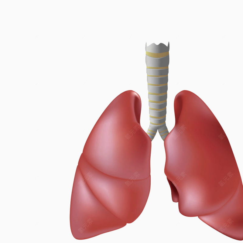 3d肺部假模图下载