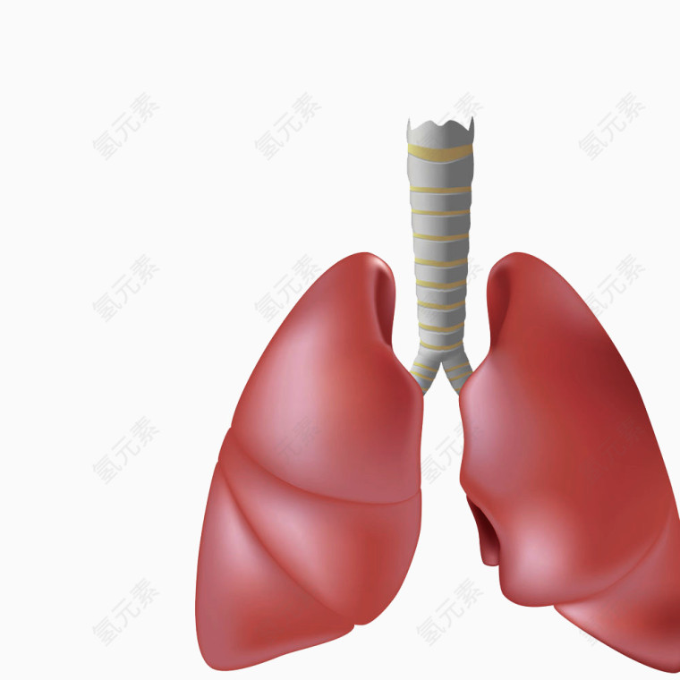 3d肺部假模图