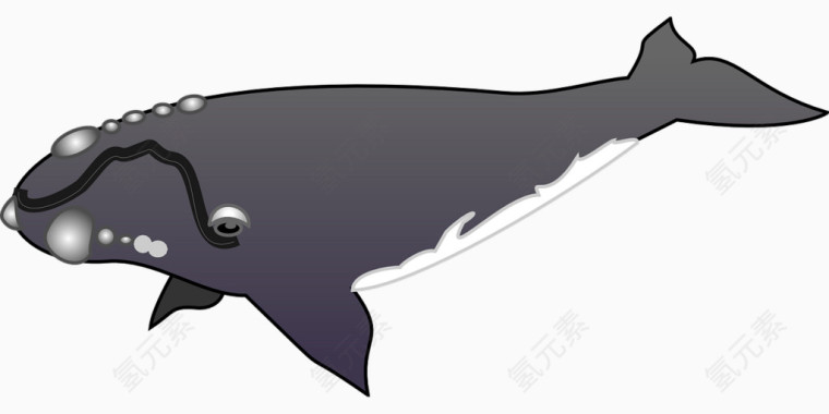 黑色的虎头鲸