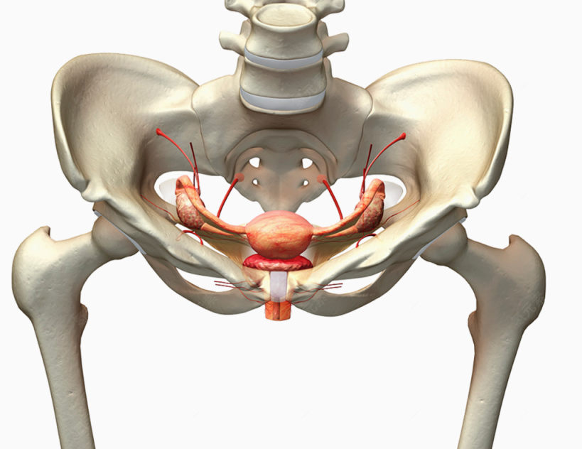 女性盆骨生殖器官下载