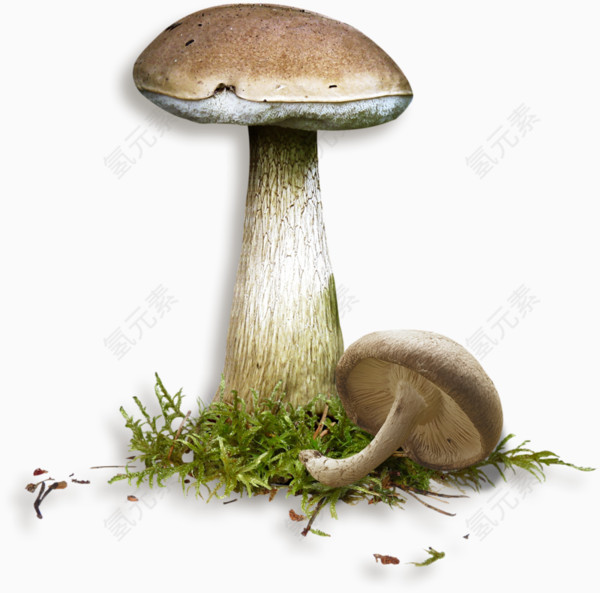 网页蘑菇素材