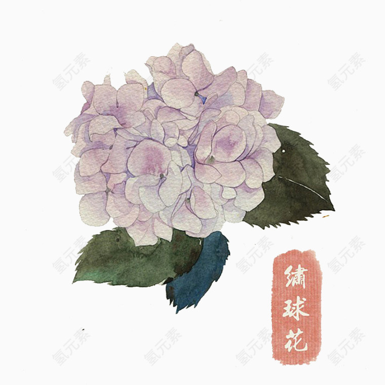 绣球花手绘